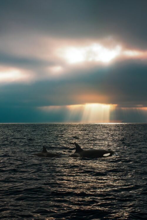 a dog swimming in the ocean under a cloudy sky