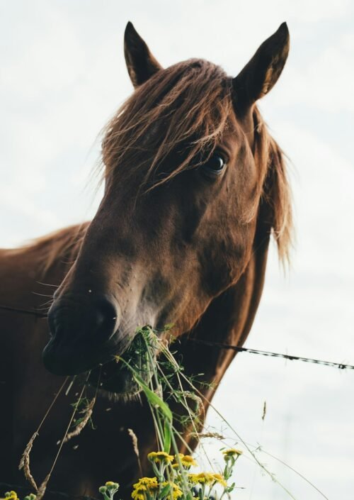 brown horse eating grass during cloudy sky